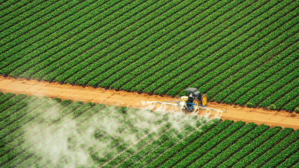 Best Ant Control Services  in Albany, TX