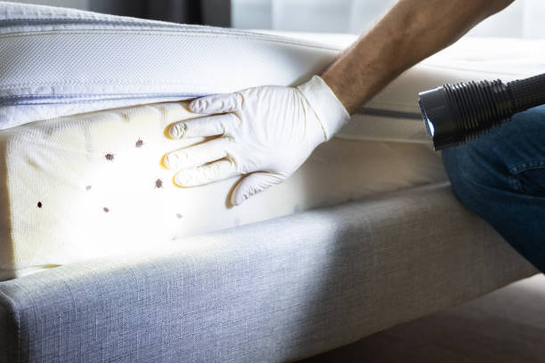 Best Flea Control Services  in Albany, TX