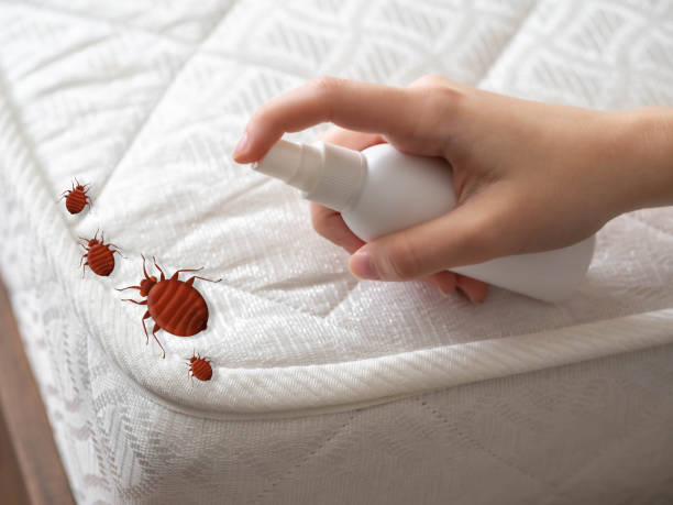 Best Mosquito Control Services  in Albany, TX