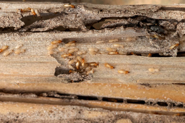  Albany, TX Pest Control Pros