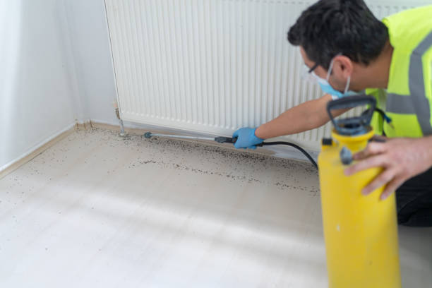 Best Termite Control Services  in Albany, TX