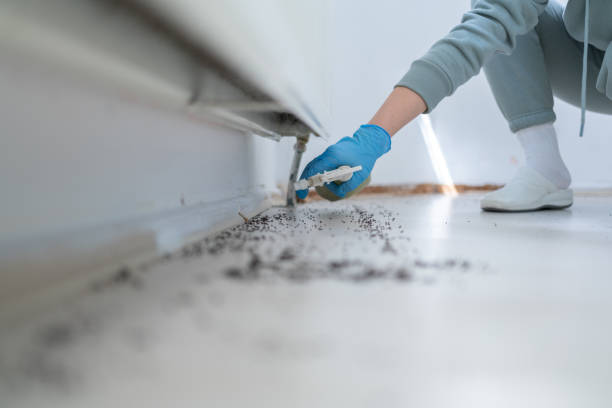 Best Spider Control Near Me  in Albany, TX